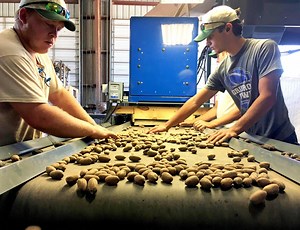 It’s pecan season! What you need to know about Texas’ native nut