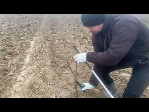 Pruning hazelnuts after planting.