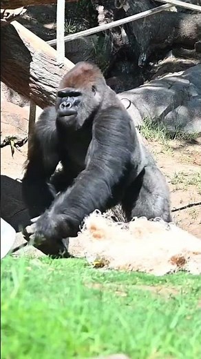 Western Lowland Gorilla #gorilla #gorillatag