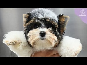A Rare Dog Breed That Will Make You Want To Squeal 😭 | Biewer Terrier