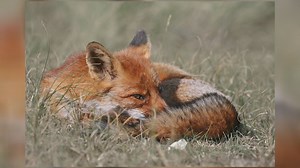 Girl bitten by rabid fox in Butte Falls, prompting vaccination clinic - KOBI-TV NBC5 / KOTI-TV NBC2