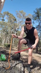 A stunning Gwardar or Western Brown Snake (Pseudonaja mengdeni) I was able to relocate from a property in Bindoon over the weekend. I don't often get them this pretty and well behaved at the same time so it was a great opportunity to show off just how beautiful this snake was. We have been getting a lot of comments recently regarding our choice of clothing seen in these videos, so I thought I'd provide an insight into my reasoning. Why do I wear shorts? More often than not, I make the choice to 