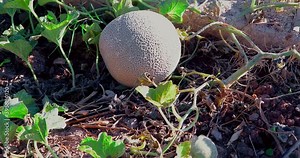 Melon Cantaloupe, sweet melon, is a melon that is a variety of the muskmelon species (Cucumis melo) from the family Cucurbitaceae. Cantaloupes range in weight from 0.5 to 5 Kilograms.