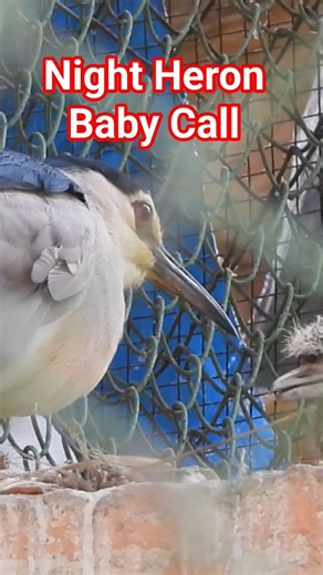 Night Heron Call