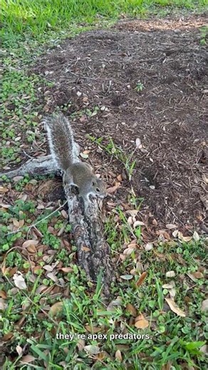Burmese Pythons Move in Straight Lines Without Twisting