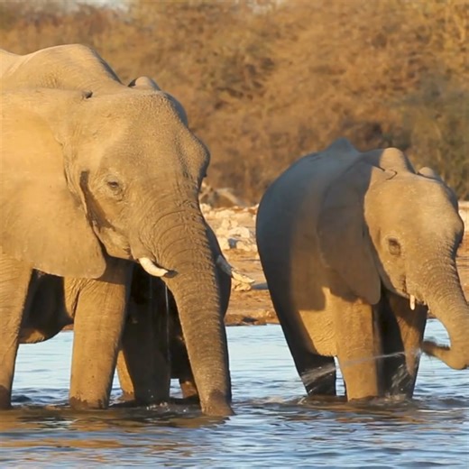 15 reactions | Happy #WorldElephantDay! A revised African Elephant Action Plan focuses on habitat conservation & #ecologicalconnectivity. The plan is the basis for a more strategic implementation of the CMS Western African Elephant MoU. Learn more: https://cms.int/sites/default/files/document/cms_cop14_res.12.19_rev.cop14_annex_african-elephant-action-plan_e_0.pdf CITES IUCN Save Our Species | Convention on Migratory Species | Facebook