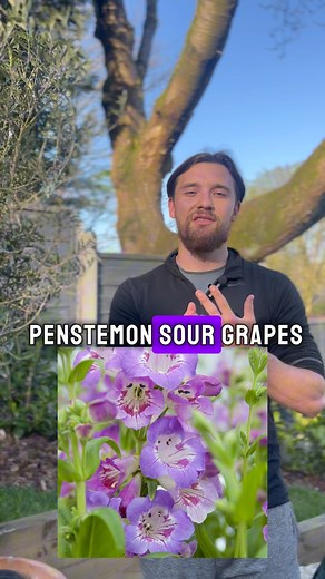 Add these perennials to your outdoor space to have purple flowers from February - October 😍💜 #perennial #perennialplant #perennials #perennialplants #shrubs #hardyshrubs #evergreenshrubs #shrub #outdoorplants #gardenplants | One Click Plants