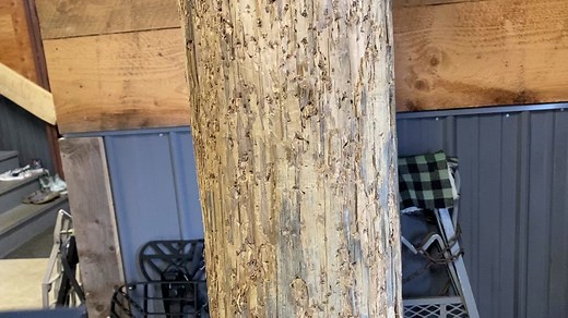 Easy Climbing Techniques for Tree Hunting