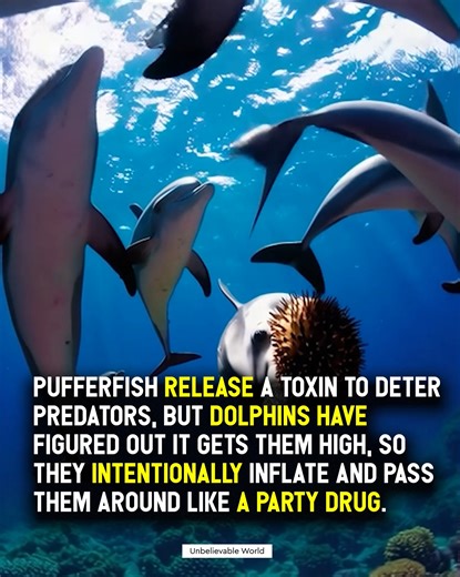 Pufferfish are interesting creatures that have a special way of protecting themselves from predators. When they feel threatened, they release a toxin that can be harmful or even deadly to animals trying to eat them. This defense mechanism works well for the pufferfish, keeping them safe from harm. However, dolphins have discovered that this toxin can actually have a different effect on them. Instead of being harmed, they seem to enjoy the toxin and feel a kind of euphoria from it, almost like a