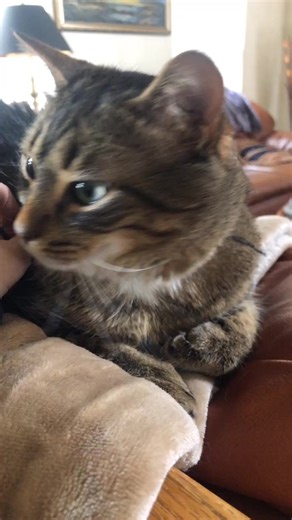 Nikki Kavali (@nikkikavali)’s videos with