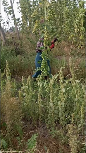 Harvesting Green Hops: Techniques and Tips