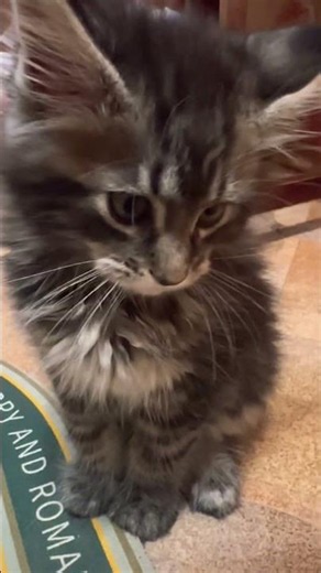 Савва и Снежа снимаются #cat #веселыекоты #kitten #catshorts #прикольныекоты #catvideos #kitty