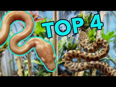 The Best Australian beginner Snakes!