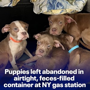 22K views · 326 reactions | Five puppies were found abandoned in their feces this week in a sealed, airtight container at a gas station in Westchester County. The puppies were found along I-684 in Bedford whimpering in fear. https://www.fox5ny.com/news/puppies-left-abandoned-in-air-tight-container-westchester | FOX 5 NY | Facebook