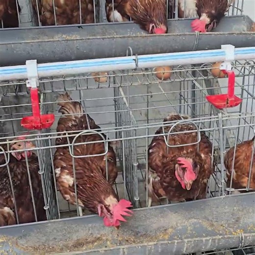 Small-Scale Backyard Layer Chicken Farming 🐔 Low Investment High Profit #shorts #shortvideo #fory...
