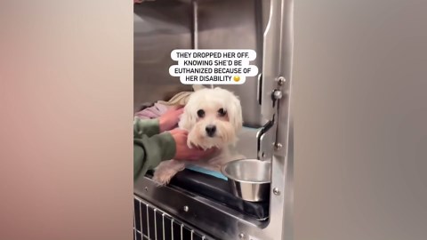 Paralysed Dog Surrendered to Shelter, Then Something Remarkable Happened