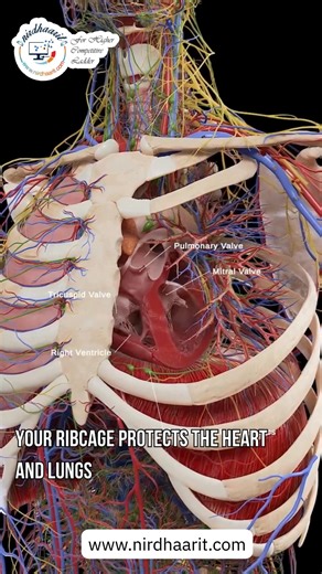 The Human Skeleton Explained | Functions, Facts & 206 Bones. 🔹Civil Services Biology (IAS, IPS, JEE, NET, CUET etc.) 🔹Medical / Biology 🔹Biochemistry 🔹Biotechnology Visit us At: www.nirdhaarit.com Call Us At: 91-9821078236 . . . #humanskeleton#skeletalsystem #biology#neetbiology#cbsebiology #science#education#anatomy #humanbody#biologyclass10th #neetpreparation#NirdhaaritTution #BiologyMadeSimple | NirdhaaritCoaching