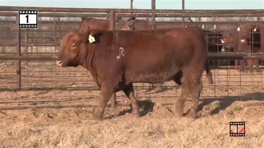 Red-Land Cattle Co. - 4th Annual Production Sale Live Event Starts: 1/17/26 12:00 PM (MST) Watch live or Bid online @ DVAuction.com! Be sure to register to bid online EARLY! Check out the catalog, sale videos, and bid/watch online at ➡️ https://www.dvauction.com/events/256720-red-land-4th-annual-production-1-17-26 Maximum bids can also be placed if you are unable to watch. For any help or questions with the bidding process, please contact our office at (402) 316-5460. #Cattle #Cattlemarket #Live