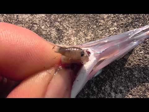 サヨリのエラに生息している寄生虫 和歌山釣太郎 サヨリヤドリムシ