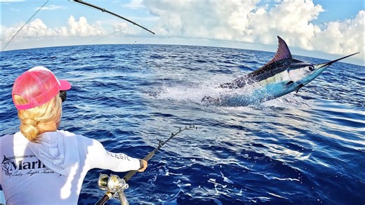 How one blue marlin turned into a $7,500 catch