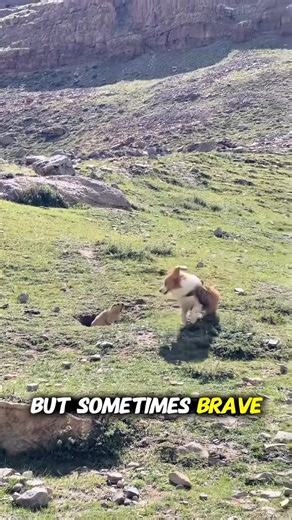 Groundhogs may not be the brightest creatures, but watching them fight? Pure comedy gold. 🐾 These chubby little herbivores stand tall as guards, whistle in warning, and turn any barren plateau into their personal buffet. Want to see how they act when they’re hungry, grumpy, or brave enough to face a big dog? It’s all here in this funny and heartwarming video! From their constant food cravings to their amusing behavior when humans are around, groundhogs prove that no matter what happens, a good 