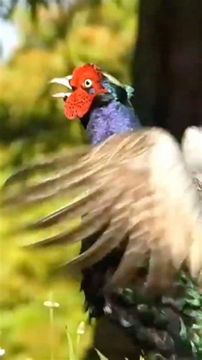 Pheasant' Sudden Wing Display