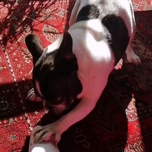 17K views · 80 reactions | Le Brosseur Textiles Kobold élimine les poussières, poils d'animaux MAIS PAS SEULEMENT ! Nuttah l'adorable bouledogue de Nadège l'a élu meilleur jeu au monde  | Kobold France | Facebook