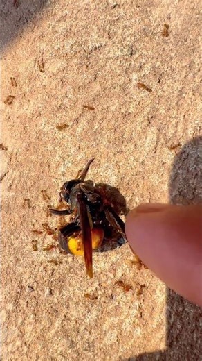 Omg, Look at the red ant team,😳🥹 #life #nature #nature #flyingcreatures #insects #ant