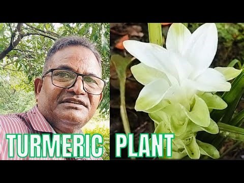 🤔😍Turmeric Plant|curcuma longa plant|हल्दी पौधा और फूल❤️