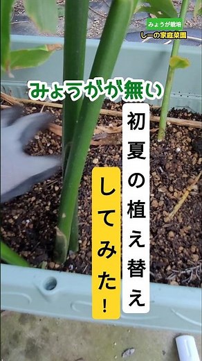 えっ！？今みょうがを植え替える？《しーの家庭菜園∗みょうがプランター栽培》