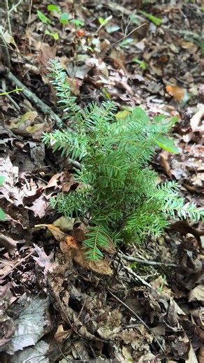 Exploring Hemlock Trees: Growth Stages and History