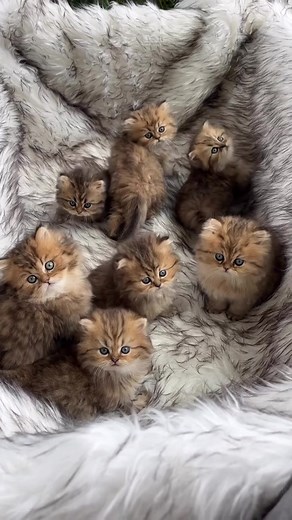 #tiktok #cutecat #catsvideo #foryou #explore