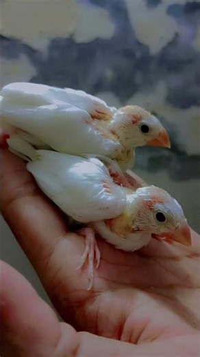 RIP java chicks 💕