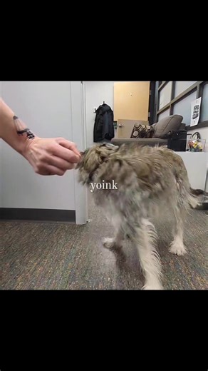 Our boy Hercules is a two year old gent just waiting to meet you! He loves gently taking treats and giving kisses, and knows commands like sit and leave it. What more could you ask for? Give our adoptions line a call at 204-982-2035 to line up a date ♥️. | Winnipeg Humane Society