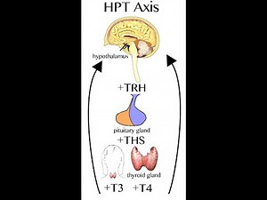 Introduction to HPT Axis (Hypothalamic Pituitary Thyroid Axis)