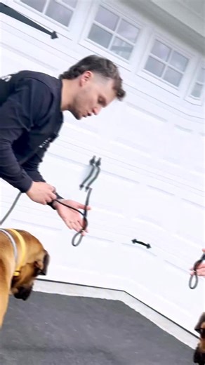 284 reactions · 16 shares | STOP using your slip leash wrong | Tom Davis Dog Training | Facebook