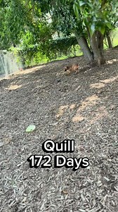 Meet our Longterm Residents! | Sioux Falls Area Humane Society