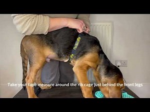 How to Measure your Dog's Girth