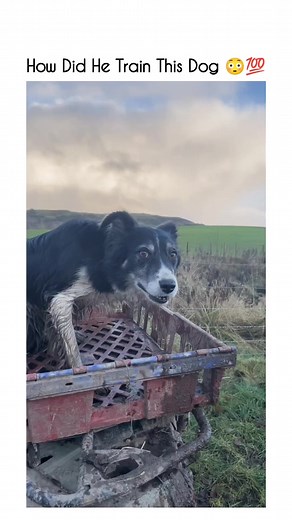 Wow👌 | The Next Viral Thing