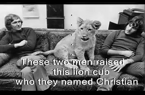 Lion remembers its owners.