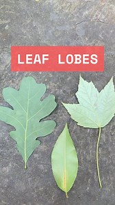 Here, we learn about what lobes are and compare lobed leaves to unlobed leaves. #tree #trees #plant #plants #gardening #arborist #forest #forestry #horticulture | Levitreeschool