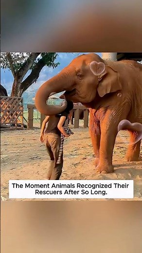 Emotional Reunions That Prove Animals Have Feelings Too.