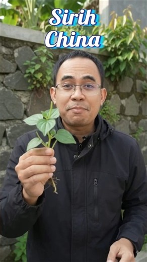 Harus dicoba sirih Cina!! Untuk pangan dan kesehatan #herbal #asamurat