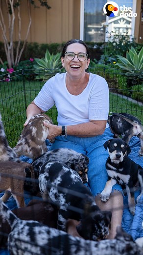 1M views · 50K reactions | Woman fosters 13 puppies at once and reunites with all of them a year later <3 | The Dodo | Facebook