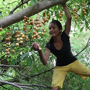 Mouth watering! Natural sour Langsat fruit vs Salt and Hot Chili ---------------------------------------------- Credit By Survival skills Anywhere | Awesome Chef