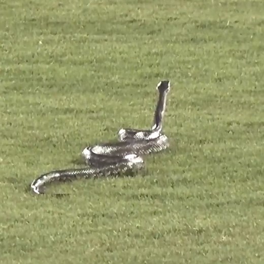 73M views · 401K reactions | The snake was just chilling watch the game  | ESPN UK | Facebook