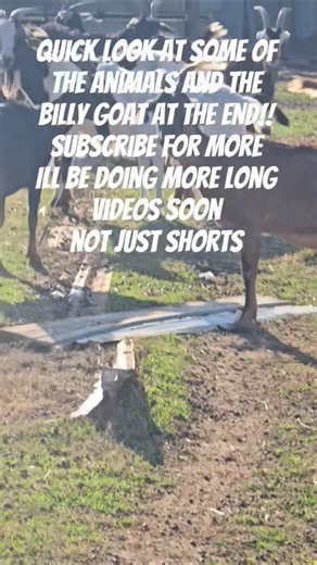 Quick look at the sheep and goats Wait for the "Billy" goat at the end #farming #agriculture #farmer