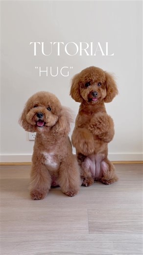 Teach Your Dogs to Hug - Dog Training Tutorial