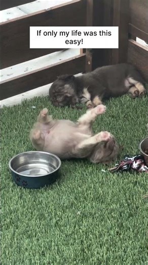 They Ate Too Much And This Happened. If only my life was this easy