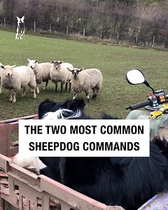 Commands prevent the dogs from overworking themselves! | Sean The Sheepman